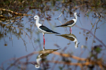 Obraz premium Black-winged Stilt, Himantopus himantopus.