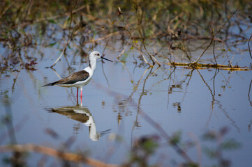 Black-winged Stilt, Himantopus himantopus.