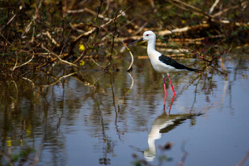 Black-winged Stilt, Himantopus himantopus.