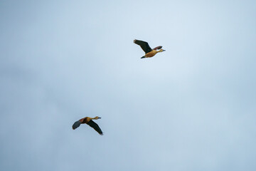 Obraz premium Lesser Whistling Duck.