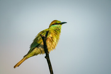 Green Bee-Eater, Little Green bee-eater