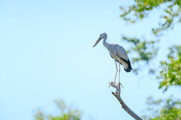 Openbill stork bird