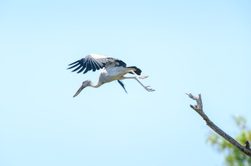 Openbill stork bird