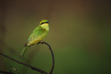 Green Bee-Eater birds perched on a branch.