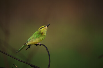 Green Bee-Eater birds perched on a branch.