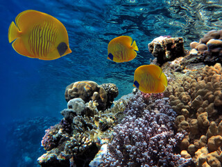 Naklejka na ściany i meble Coral reef underwater with shoal tropical fish and marine life