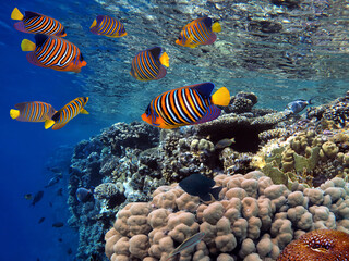 Obraz na płótnie Canvas Coral reef underwater with shoal tropical fish and marine life