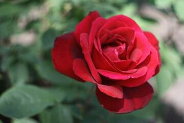red rose in garden