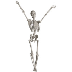 skeleton posing 3d render illustration with transparent background