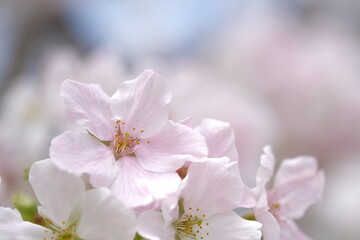 空を見上げる桜の花
