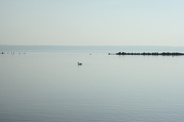 Obraz na płótnie Canvas swans on the lake
