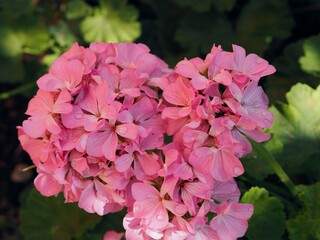 Summer floral background.Pink flowers of garden geranium.