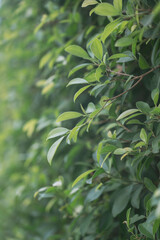 magnolia compressa with bokeh green background