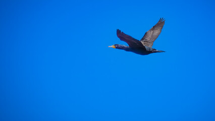 comorant in flight, over the Gulf of Mexico, blue sky