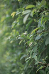 magnolia compressa with bokeh green background