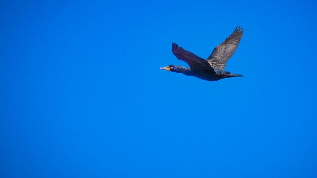 comorant in flight, over the Gulf of Mexico, blue sky