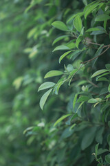 magnolia compressa with bokeh green background