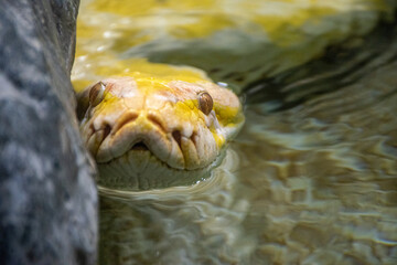 Beleza venenosa. Uma cobra em tons amarelados. Piton.