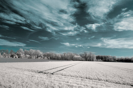 Dirt road leading to frosted woodland along snowy farmland under blue sky with white fluffy clouds