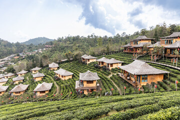 Fototapeta na wymiar Scenic and serene green tea gardens at the hills of Ban Rak Thai village, located in Mae Hong Son province in Northern Thailand