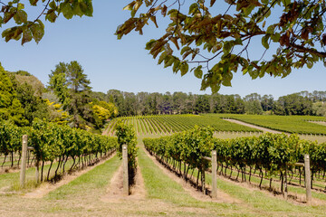 vineyard in Orange, NSW, Australia