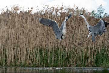 Grey heron (Ardea cinerea)