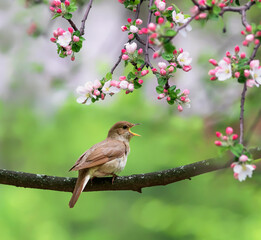 songbird nightingale sits on a branch of a pink apple tree in spring blooming garden