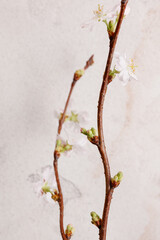 Cherry blossoms and buds on a twig against a gray background. A sprig of a cherry blossom tree in spring against the texture of a concrete wall. Shallow depth of field