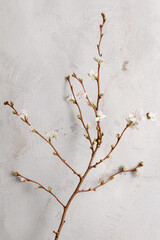 Cherry blossoms and buds on a twig against a gray background. A sprig of a cherry blossom tree in spring against the texture of a concrete wall. Shallow depth of field