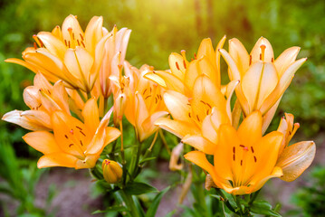 Fototapeta premium blooming summer orange lily in a country garden 