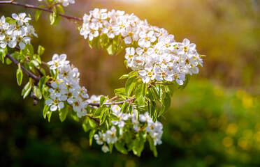 Flowering branch of pear in the garden in spring
