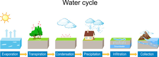 Water cycle. detailed explanation infographic.