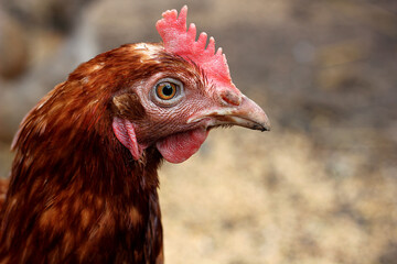 Chicken head hen close-up poultry