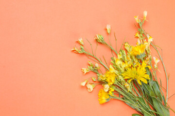 Yellow wild flowers on a delicate orange background. view from above. place for text