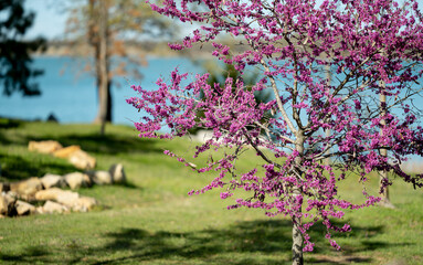 Fototapeta premium Blooming Tree in Spring