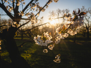 a cherry blossom trees in plantation at sunset in spring