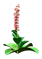 3D Rendering Foxglove Plant on White