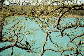 Branches with Spring Buds against the Lake