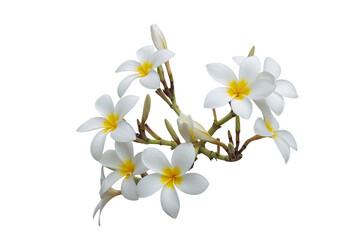 Naklejka na ściany i meble Bunch of Plumeria flowers bloom isolated on white background included clipping path.
