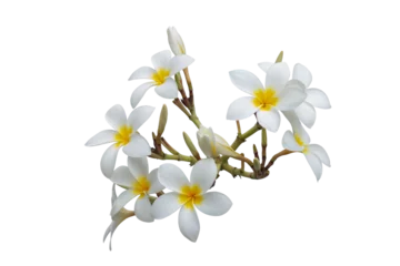 Rollo Bunch of Plumeria flowers bloom isolated on white background included clipping path. © Pannarai