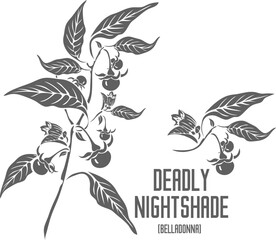 Deadly Nightshade flowers and berries vector silhouette. Atropa belladonna medicinal herb outline. Set of vector image in Line of Belladonna plant for medicine. Contour drawing of Belladonna healing