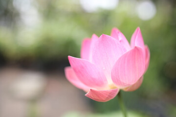Obraz na płótnie Canvas Pink lotus flower under sunlight