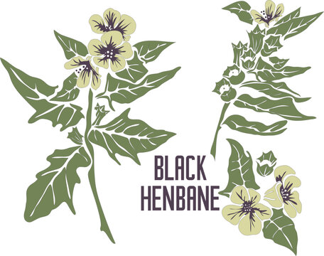 Black henbane flowers in vector silhouette. Hyoscyamus niger medicinal herb outline. Set of vector image of Black Henbane plant in color for medicine and botany. Black henbane in contour and color