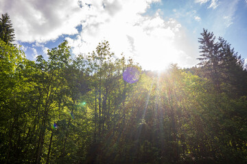 Fototapeta na wymiar green pine trees in summer forest, sunny day.