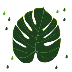 Cute Monstera leaf on white background. Vector illustration