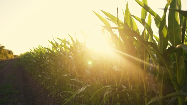 Green corn field agriculture on light background. agriculture a corn business sun concept. corn field slow motion video. agriculture plant maize crop concept. organic landscape sun field