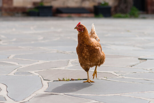 chicken on paving