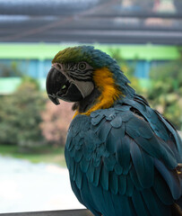 loro, cotorra, guacamaya, ara, azul y amarilla mirando a la cámara adentro   