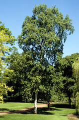 Betula neolaskana 'Yukon white birch', Bouleau