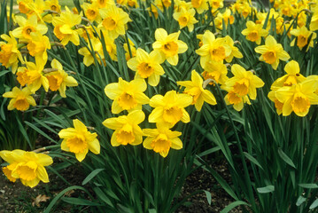 Narcissus 'Bantam', Narcisse